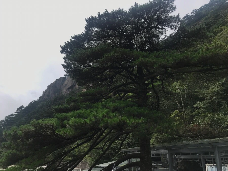 IMG_0715.jpg?type=w966