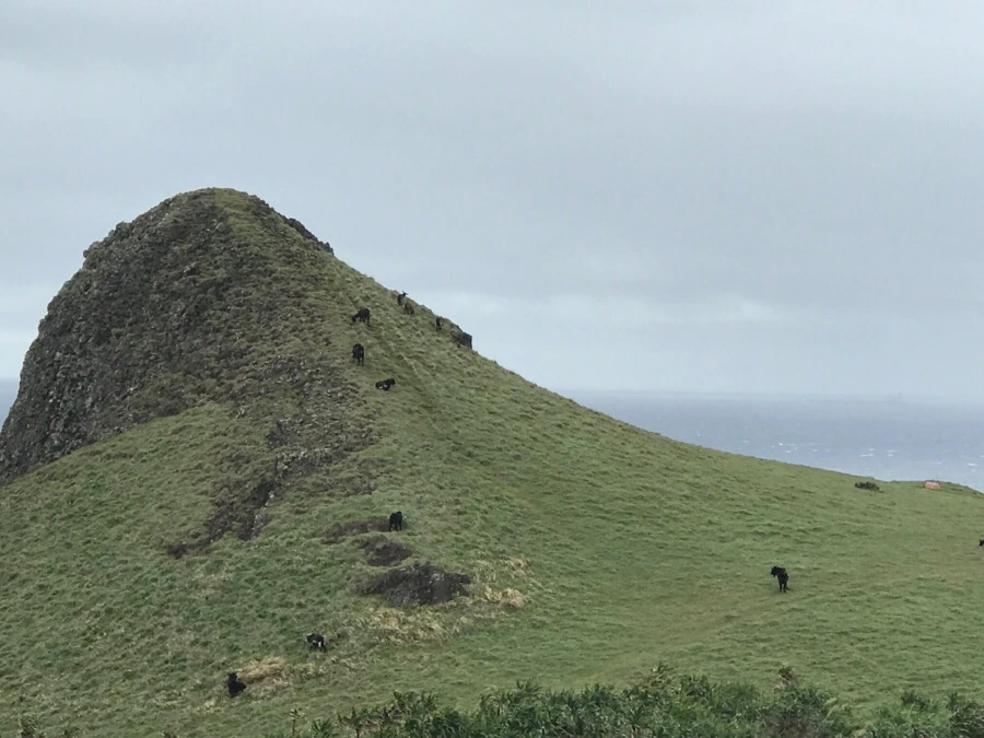 IMG_1644.jpg?type=w966