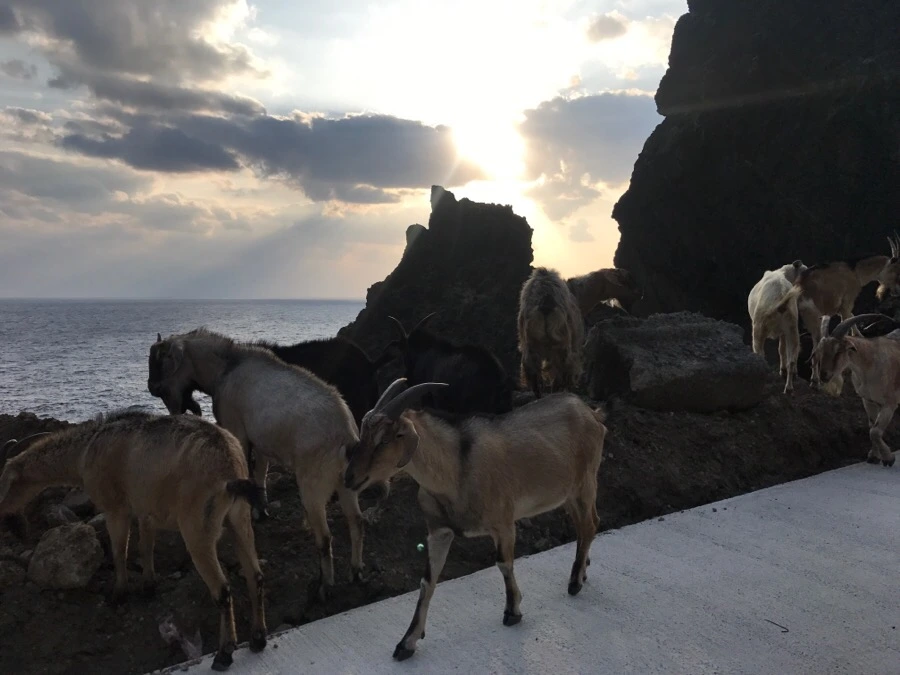 IMG_3855.jpg?type=w966