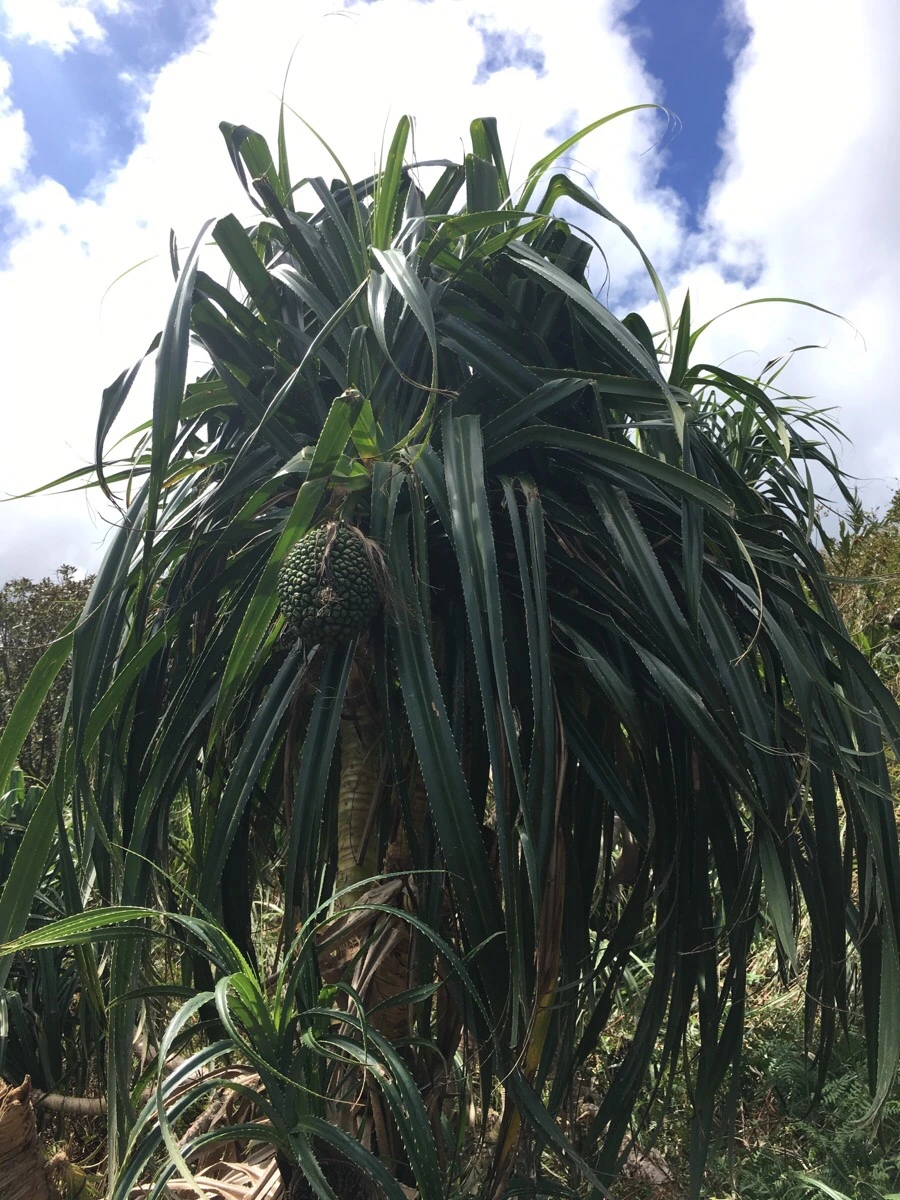 IMG_5002.JPG?type=w966