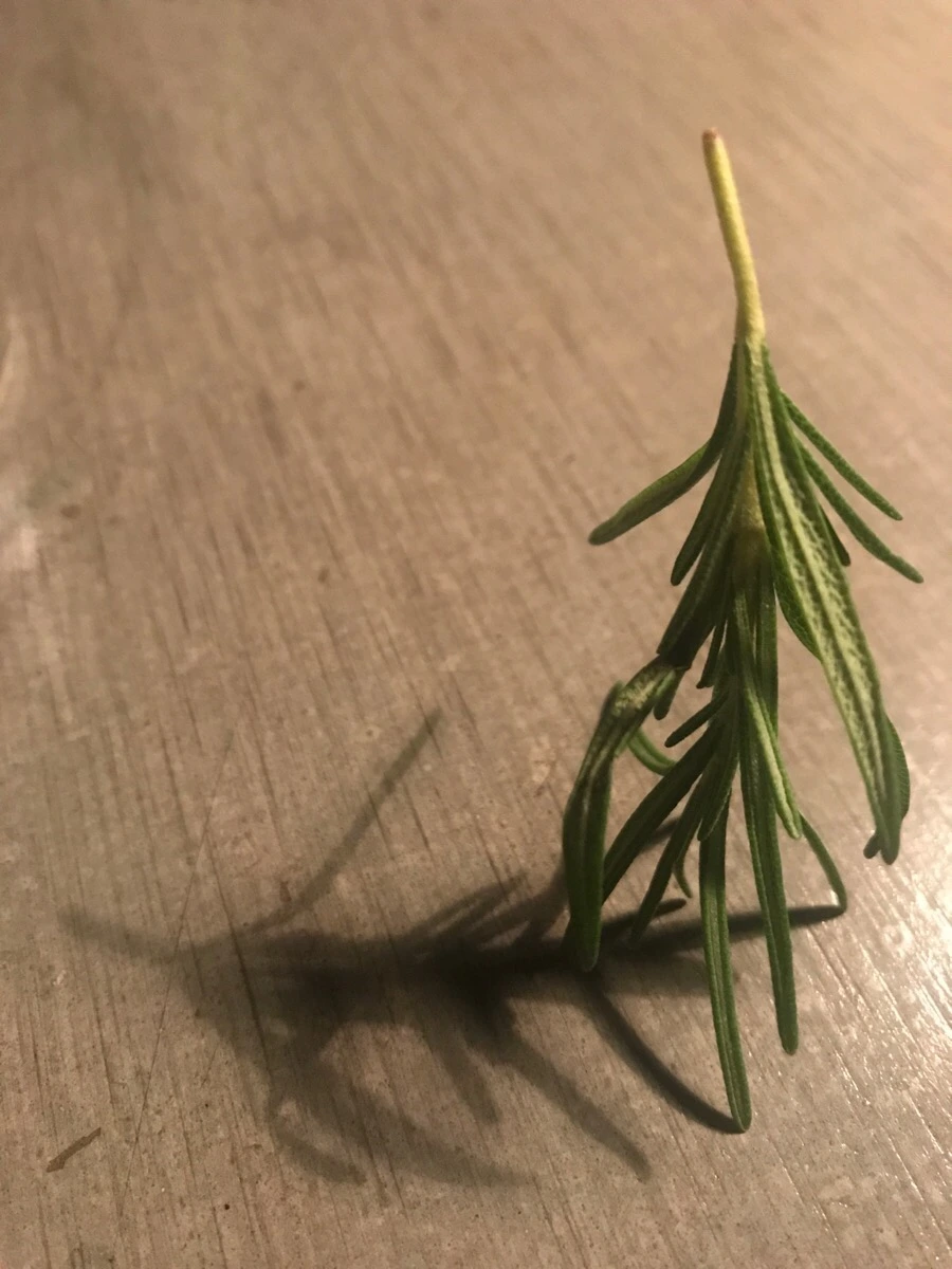 IMG_7080.jpg?type=w966