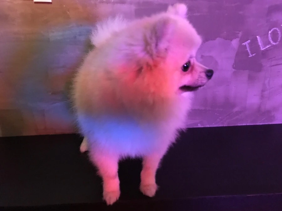 IMG_7603.jpg?type=w966