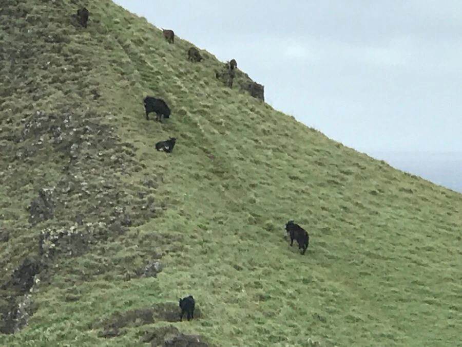 IMG_1646.jpg?type=w966