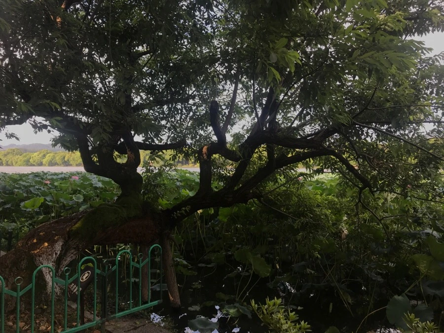 IMG_1103.jpg?type=w966