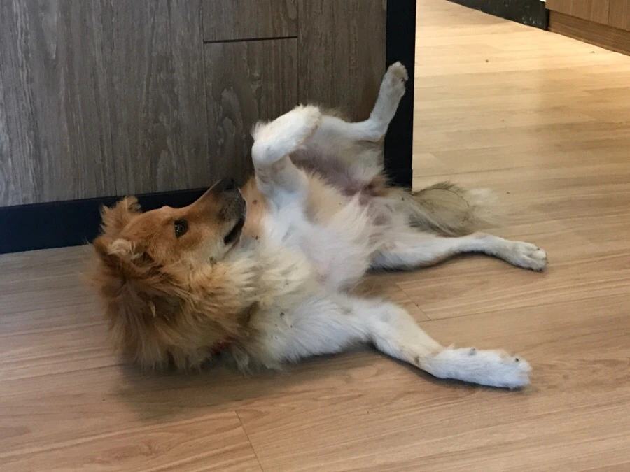 IMG_8239.jpg?type=w966