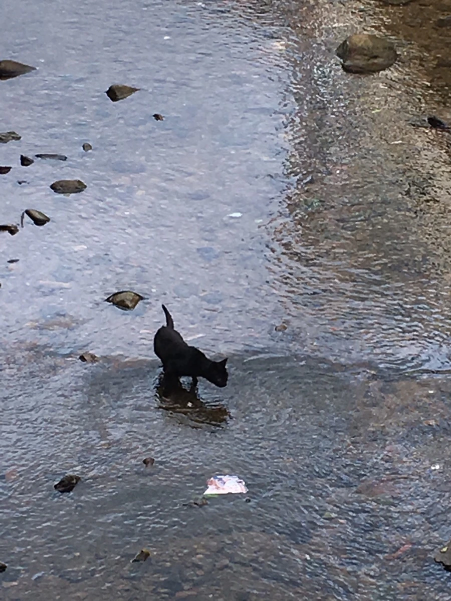 IMG_4981.JPG?type=w966