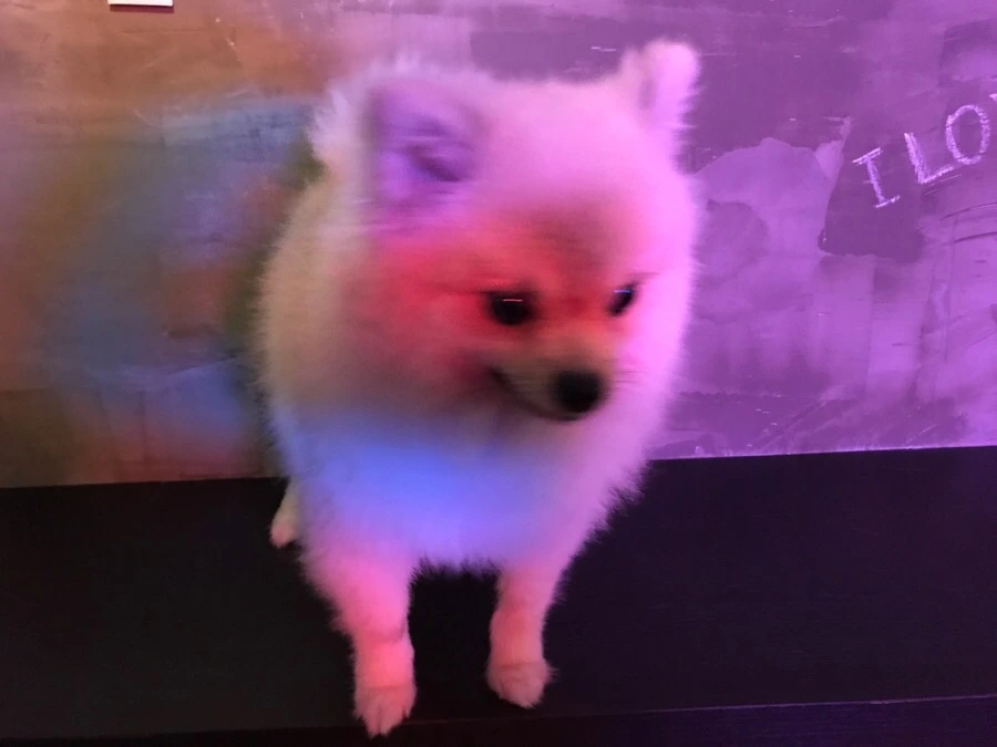 IMG_7604.jpg?type=w966