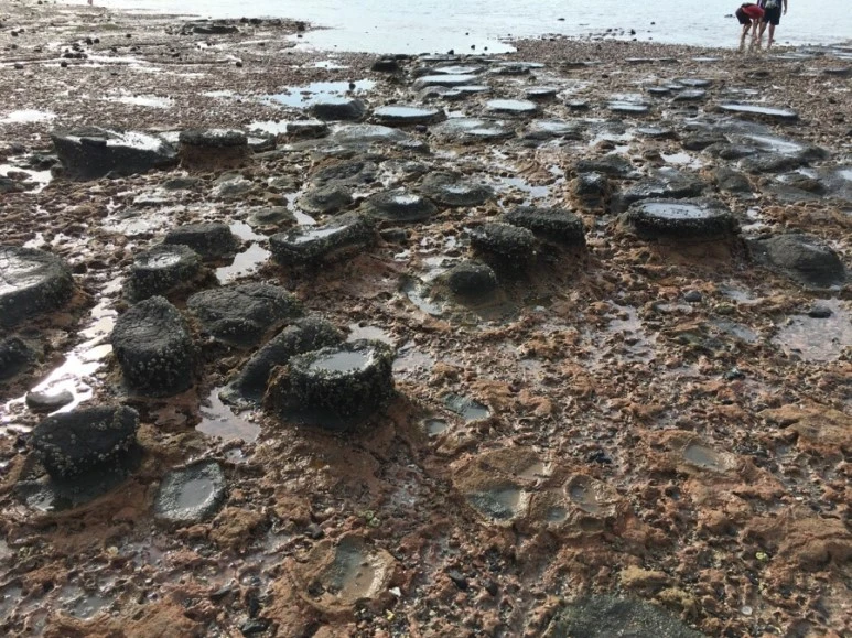 attachImage_907984802.jpeg?type=w773