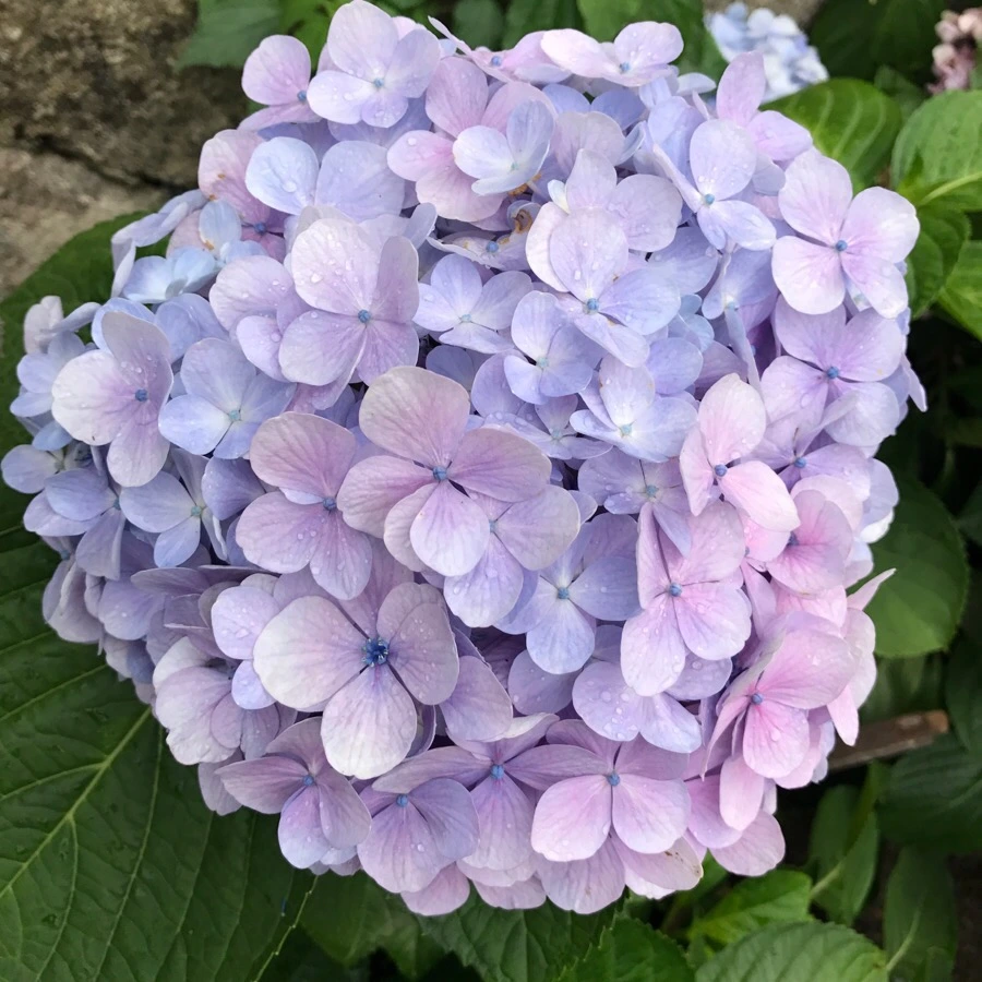 IMG_8518.jpg?type=w966