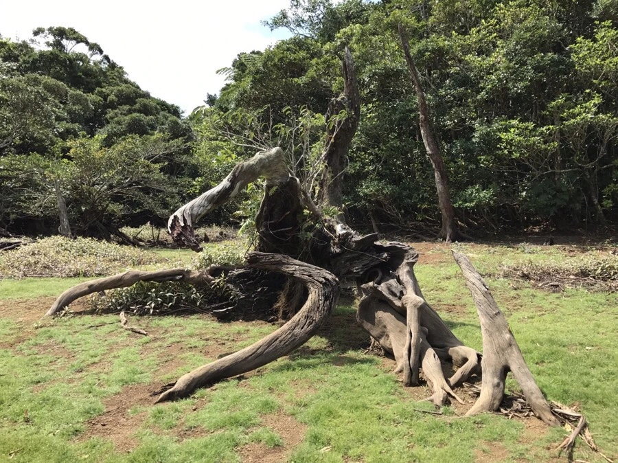 IMG_4032.jpg?type=w966