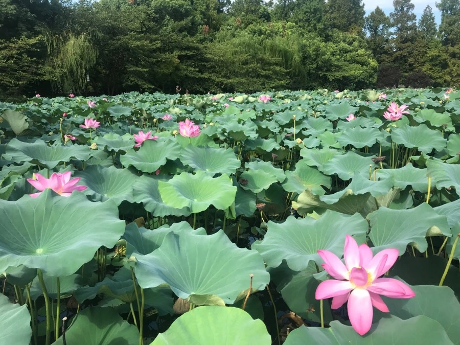 IMG_1151.jpg?type=w1