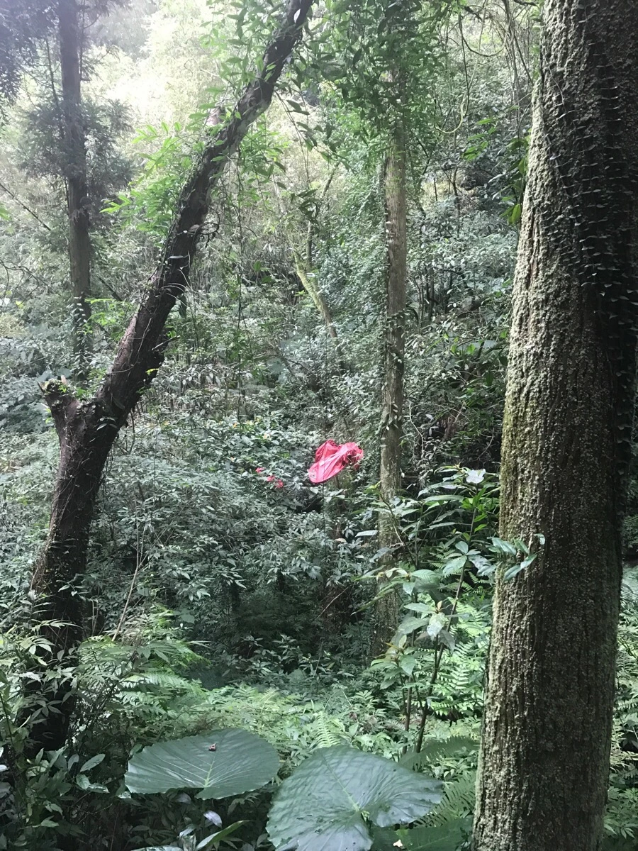 IMG_0975.jpg?type=w966