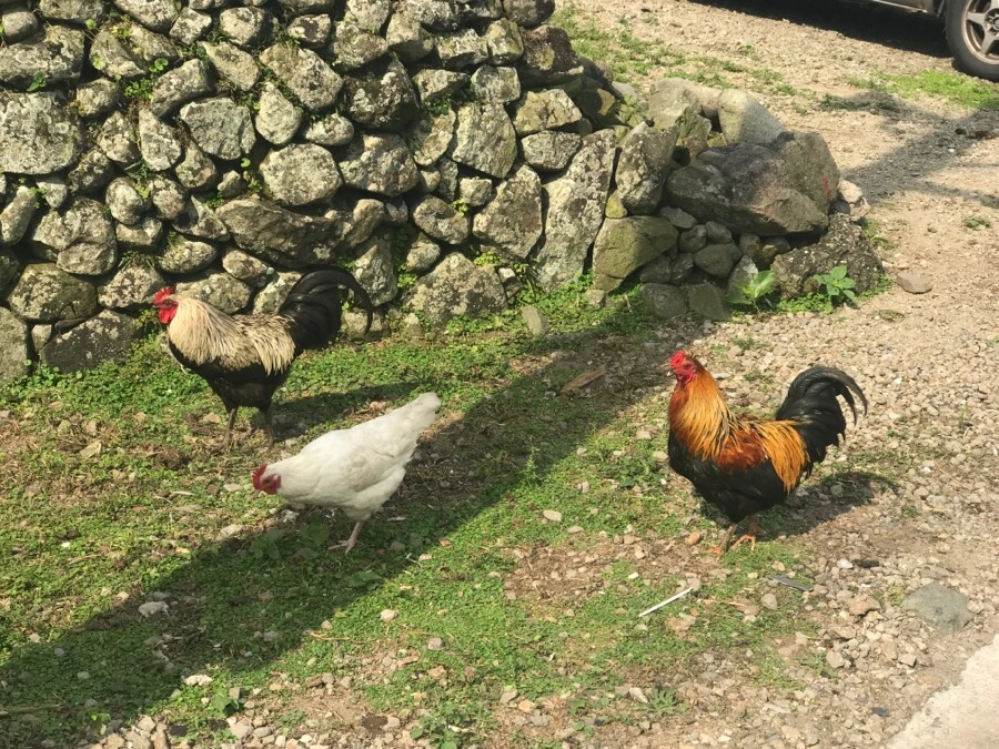 IMG_3872.jpg?type=w966