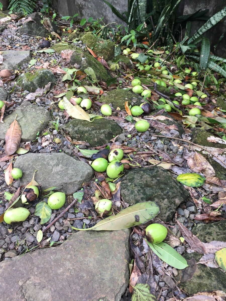 IMG_4994.JPG?type=w966