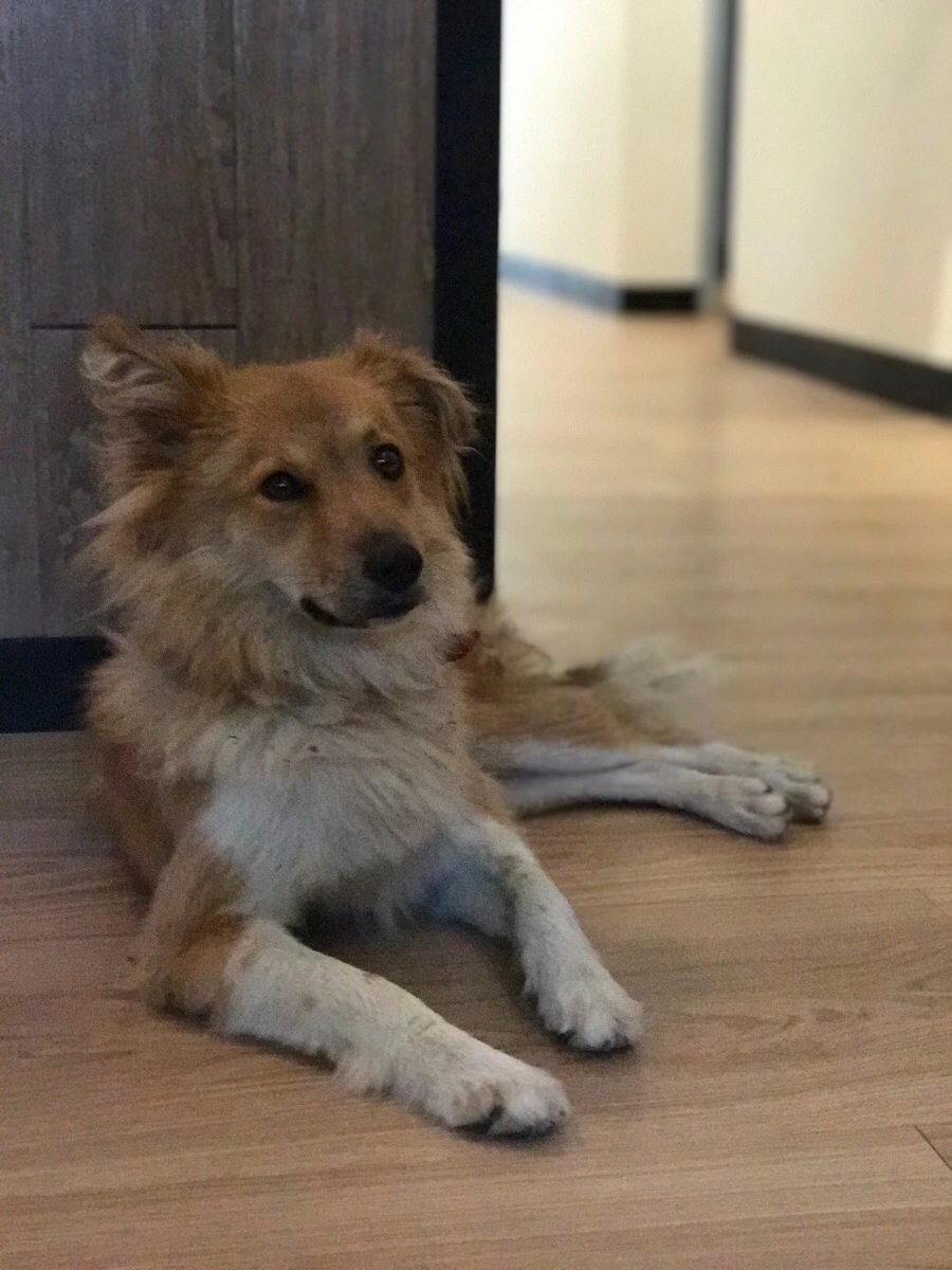 IMG_8233.jpg?type=w966