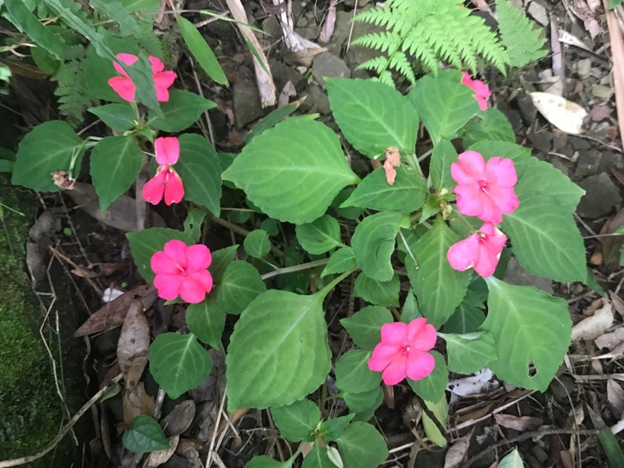 IMG_1098.jpg?type=w966