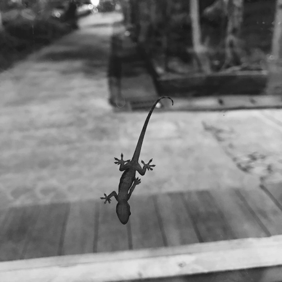 IMG_6434.JPG?type=w966