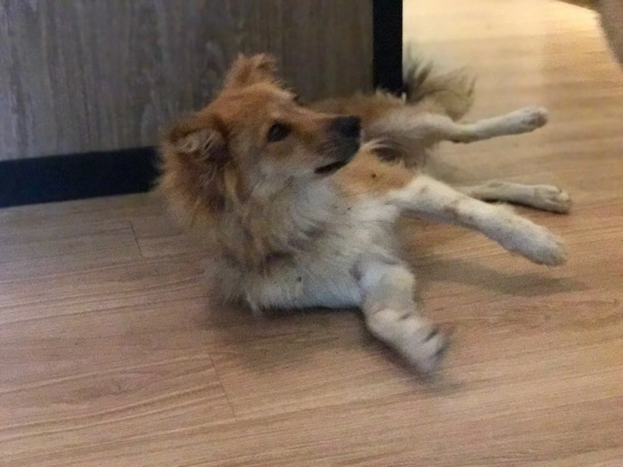 IMG_8235.jpg?type=w966