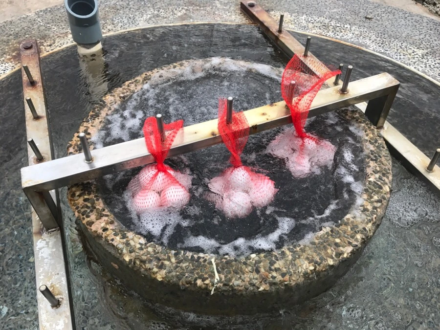 IMG_1544.jpg?type=w966