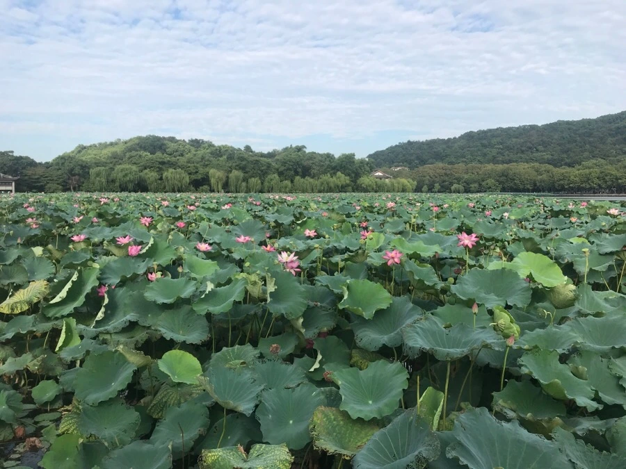 IMG_1083.jpg?type=w966