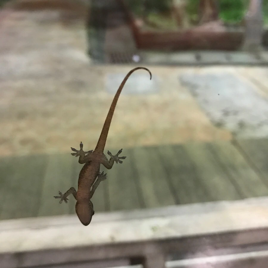 IMG_6433.JPG?type=w966