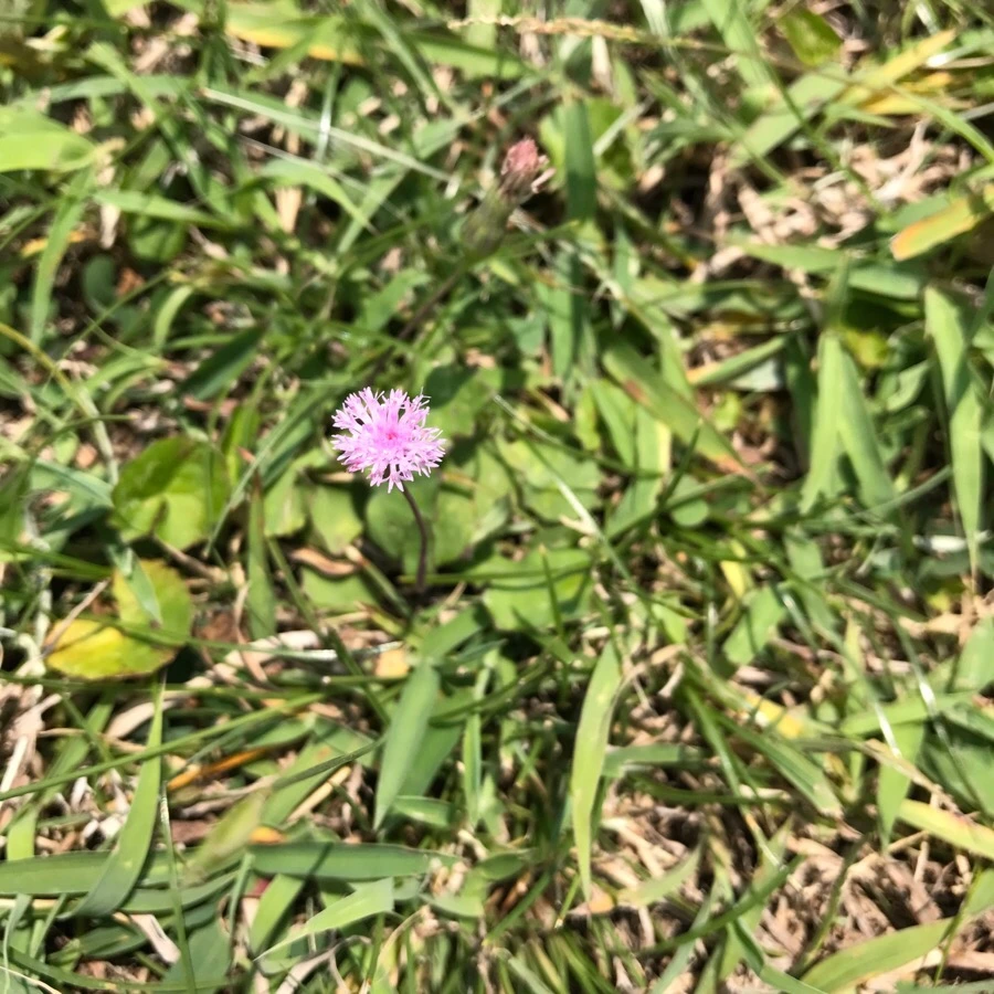 IMG_3932.jpg?type=w966