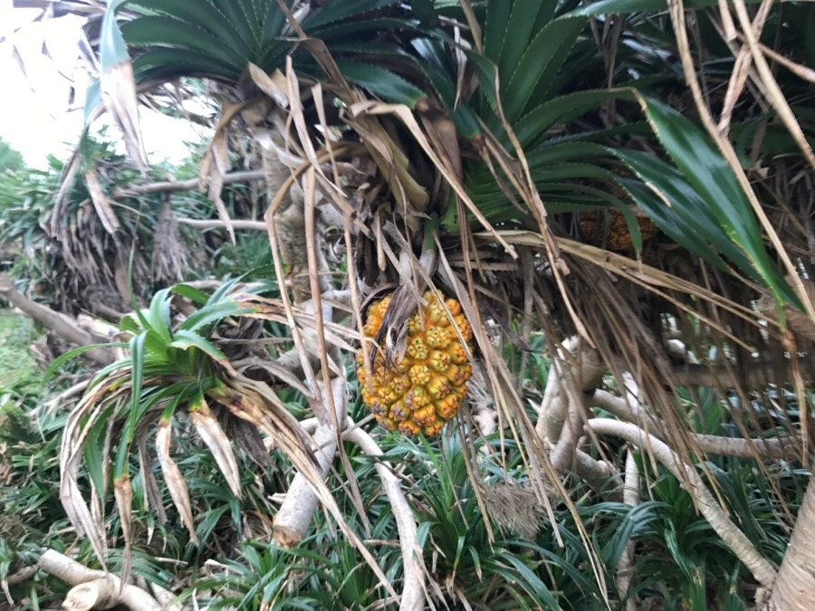 IMG_1766.jpg?type=w966