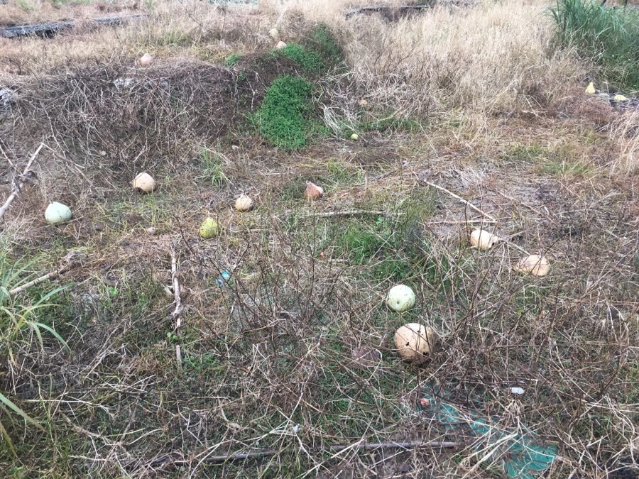 IMG_5373.JPG?type=w966