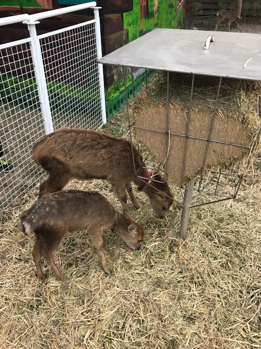 IMG_0077.jpg?type=w966