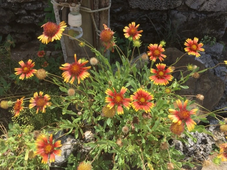 attachImage_3203811316.jpeg?type=w773