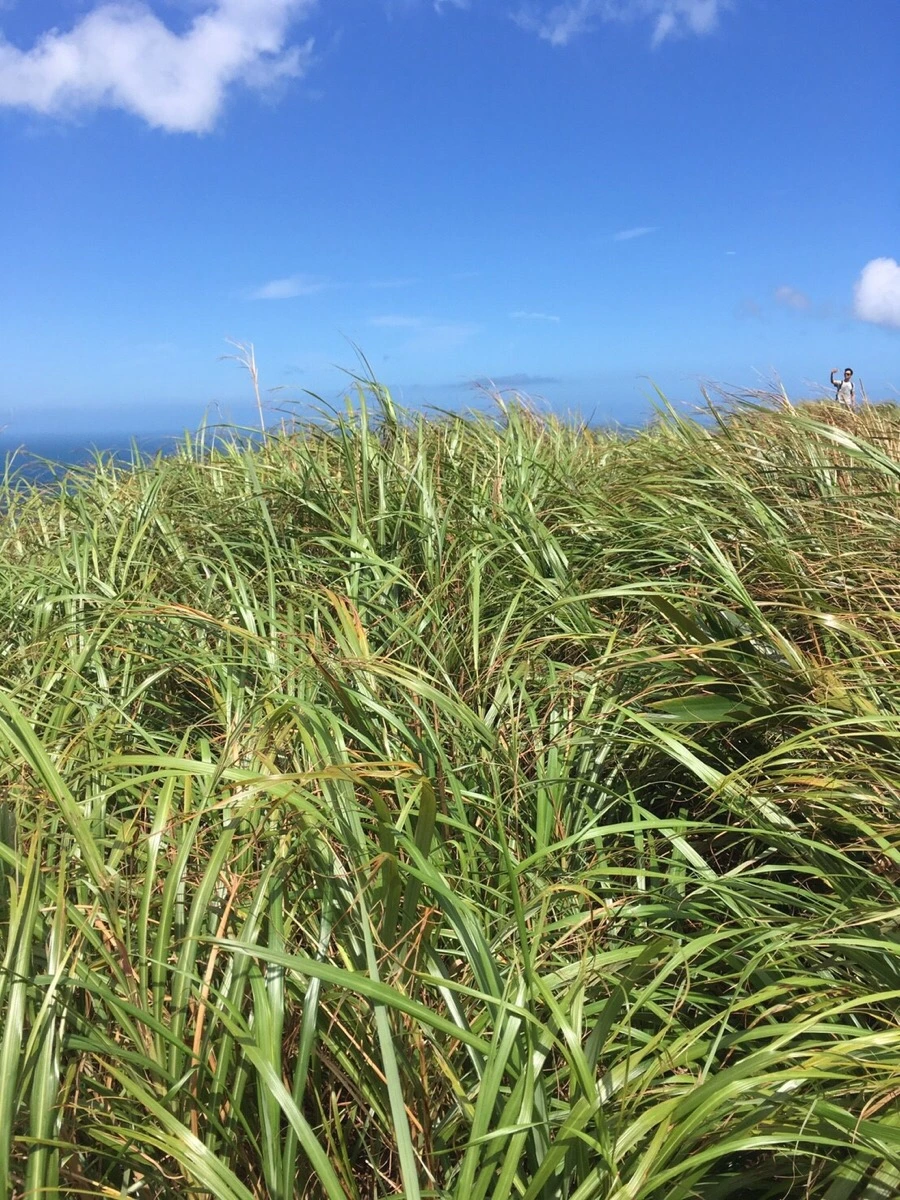 IMG_5215.JPG?type=w1