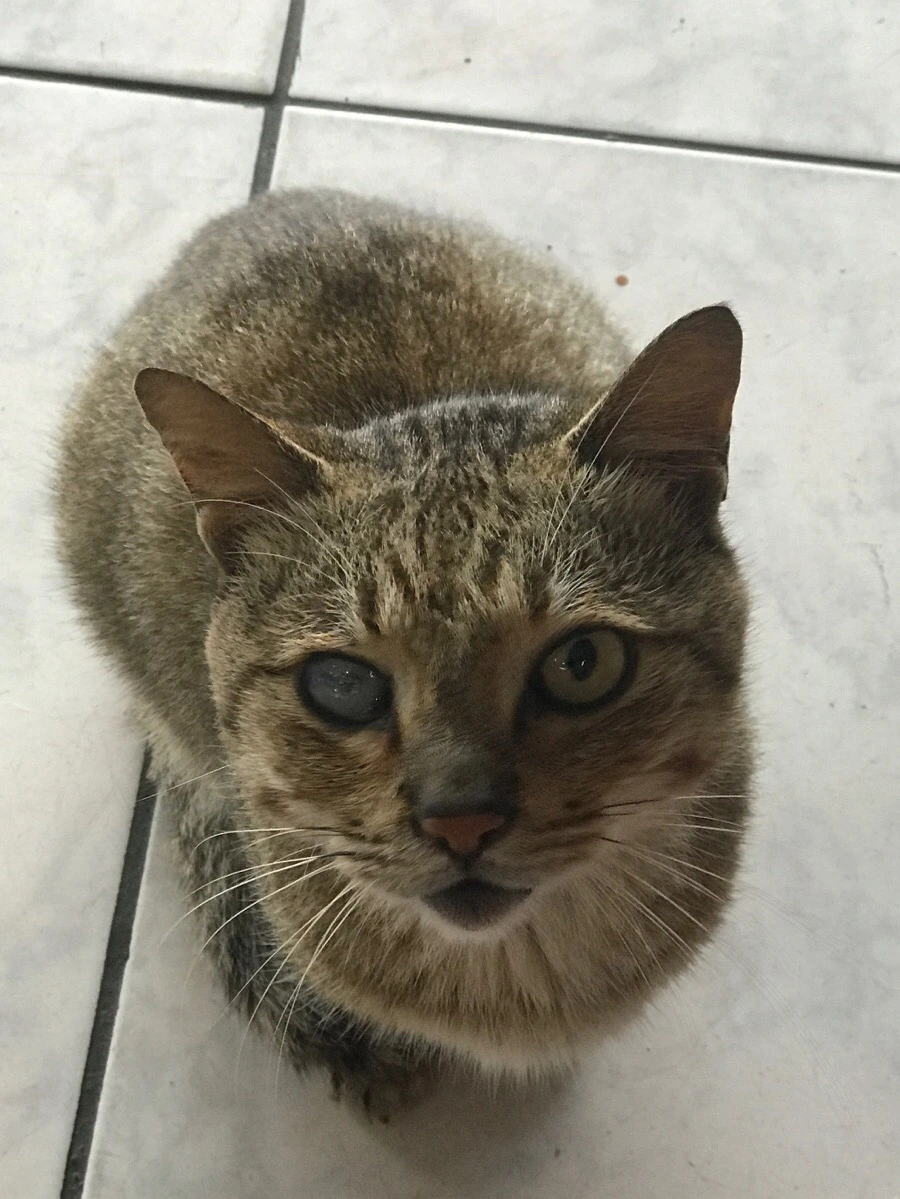 IMG_1779.jpg?type=w966