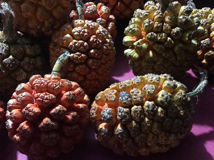 IMG_3520.jpg?type=w966