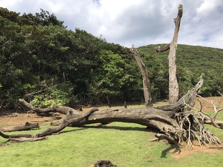 IMG_4033.jpg?type=w966