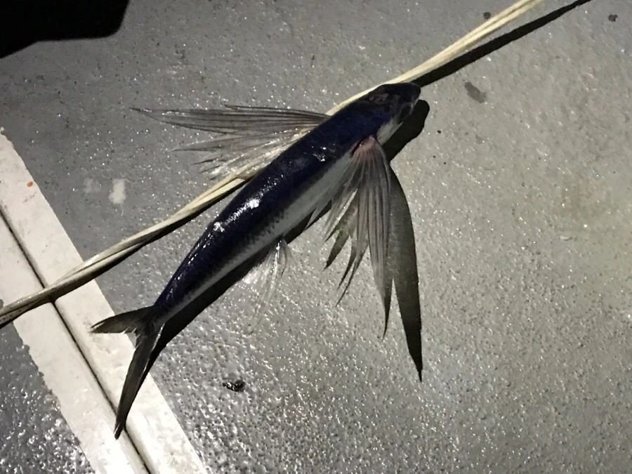 IMG_3827.jpg?type=w966