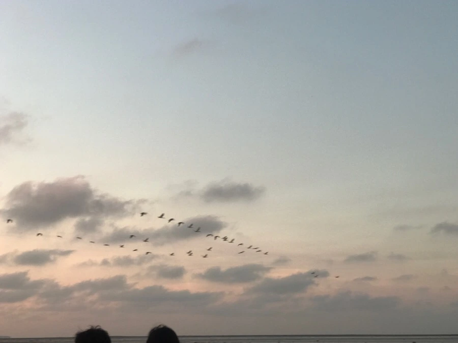 IMG_3331.jpg?type=w966