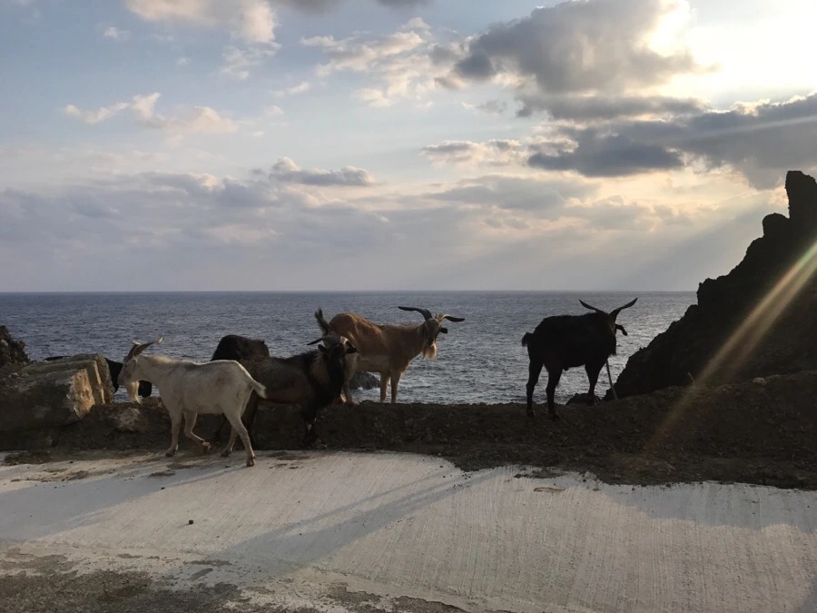 IMG_3858.jpg?type=w966