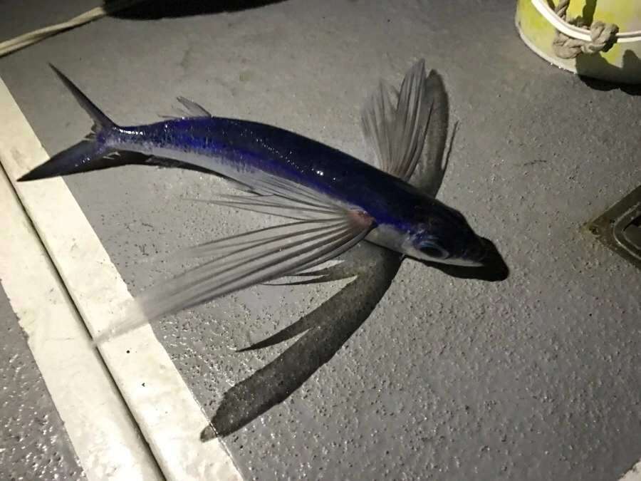 IMG_3821.jpg?type=w966