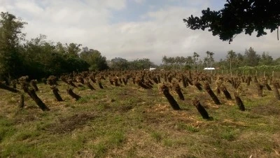 IMAG3458.jpg?type=w2