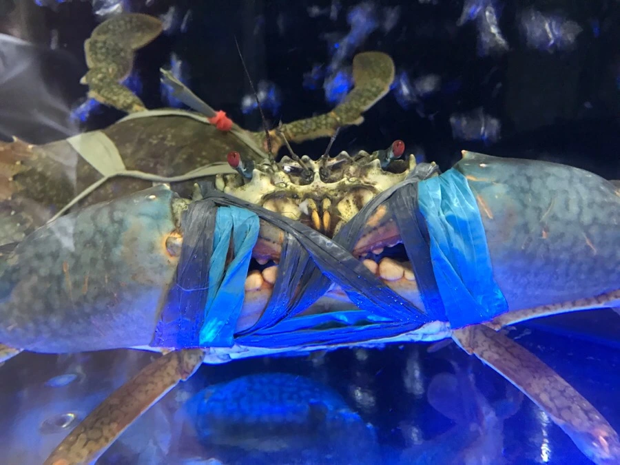 IMG_6232.JPG?type=w966