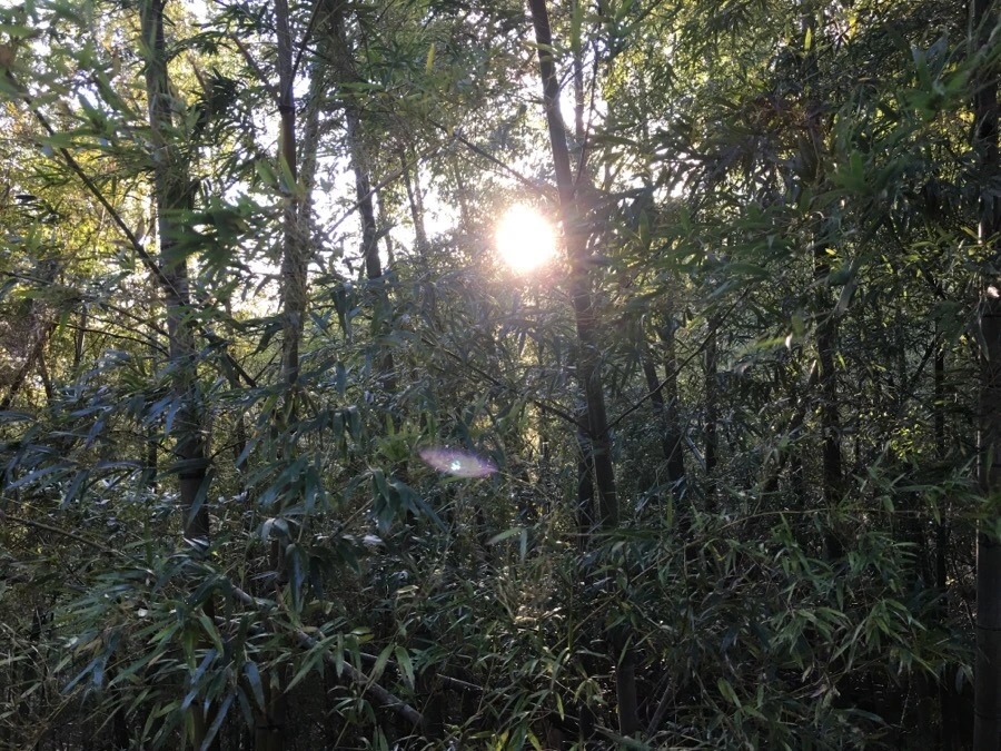 IMG_5384.JPG?type=w966