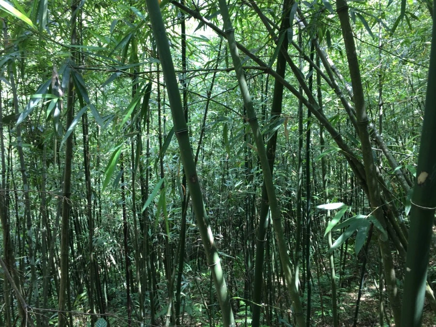 IMG_3573.JPG?type=w1