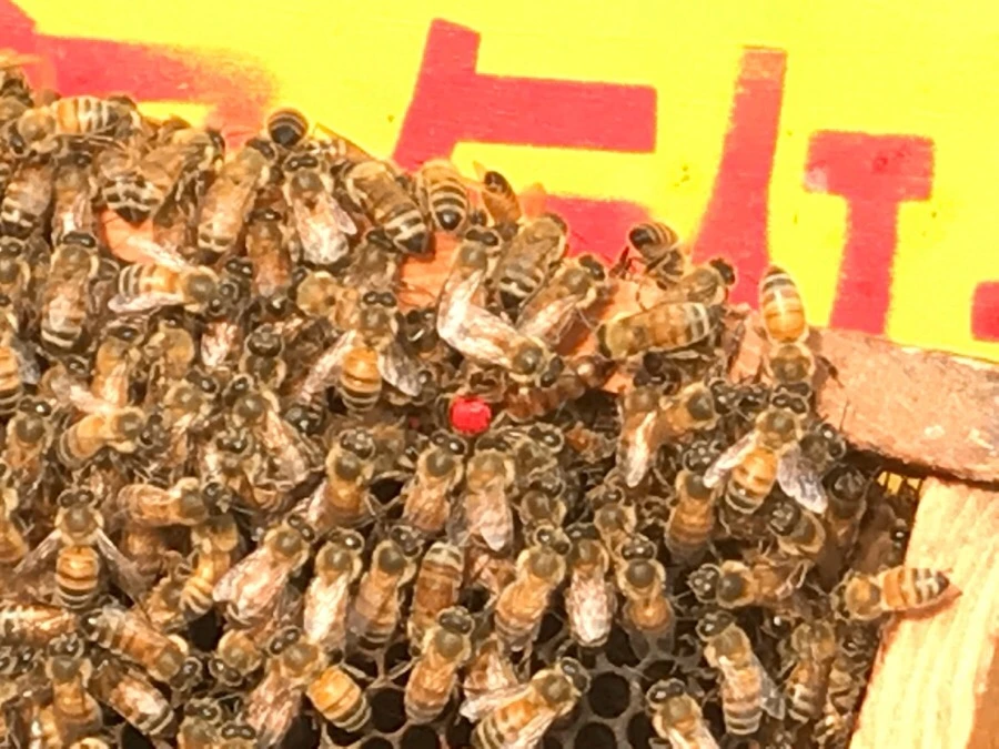 IMG_3009.jpg?type=w966