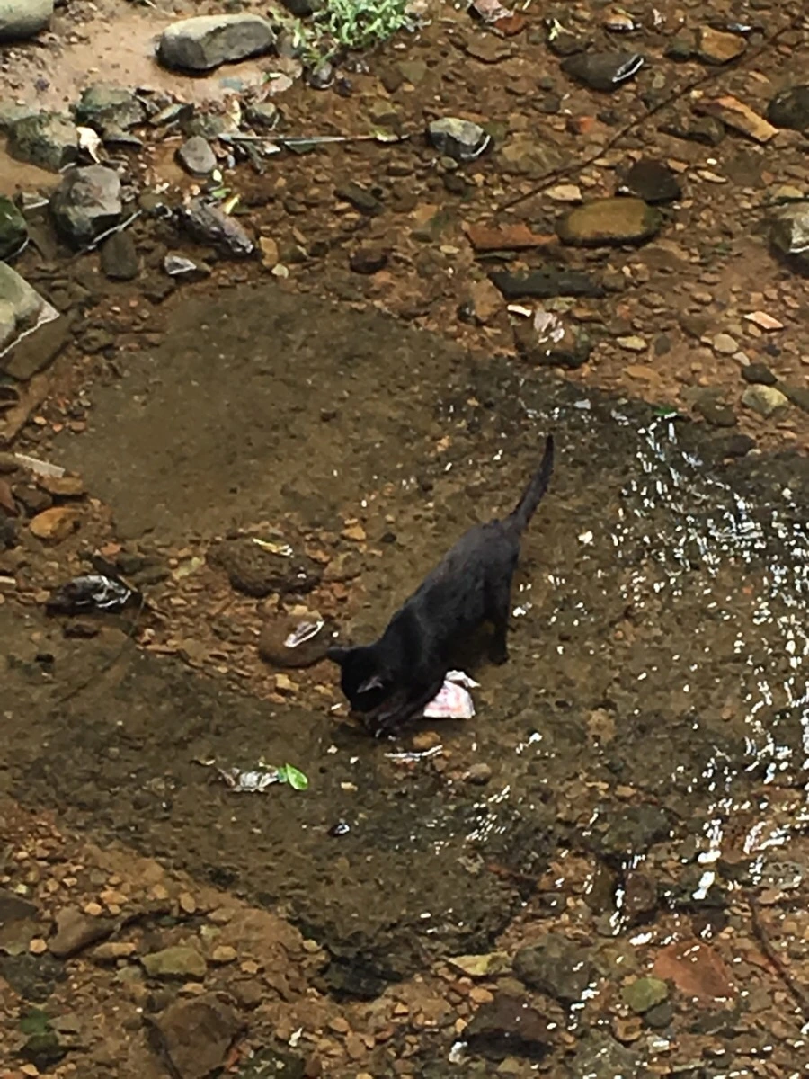 IMG_4986.JPG?type=w966