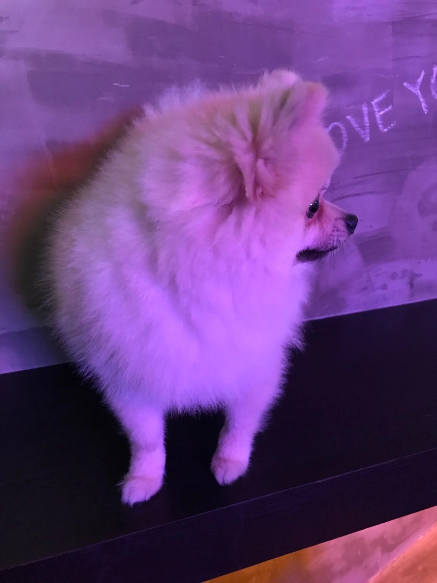 IMG_7605.jpg?type=w966