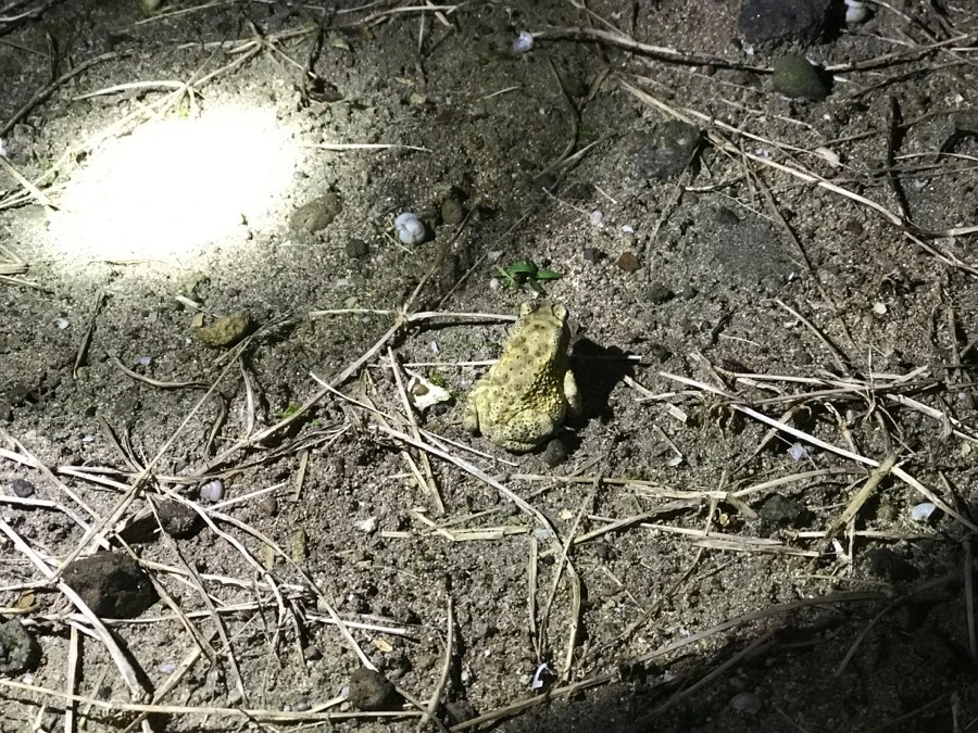 IMG_1455.jpg?type=w966