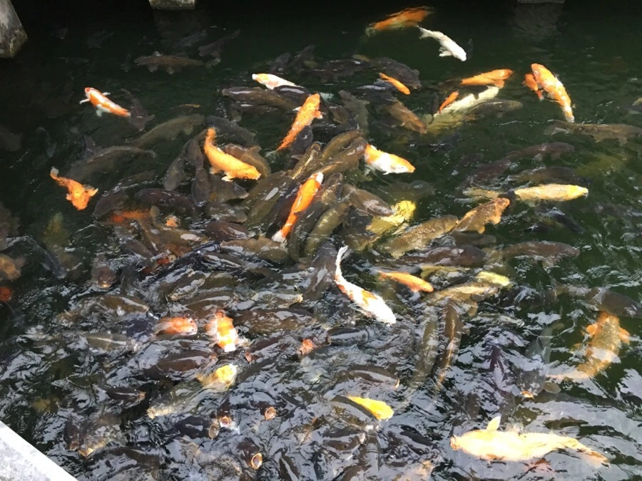 attachImage_3687129743.jpeg?type=w966