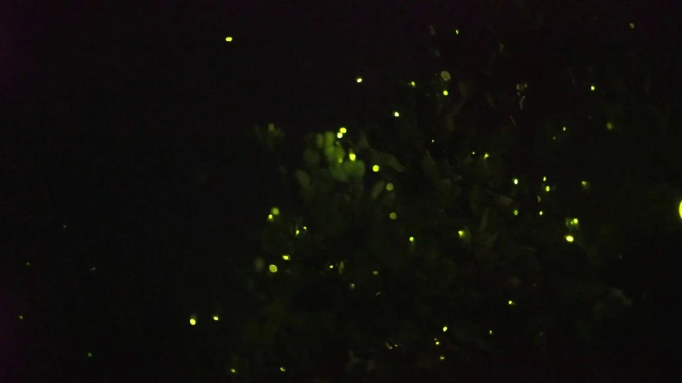 maxresdefault.jpg?type=w966