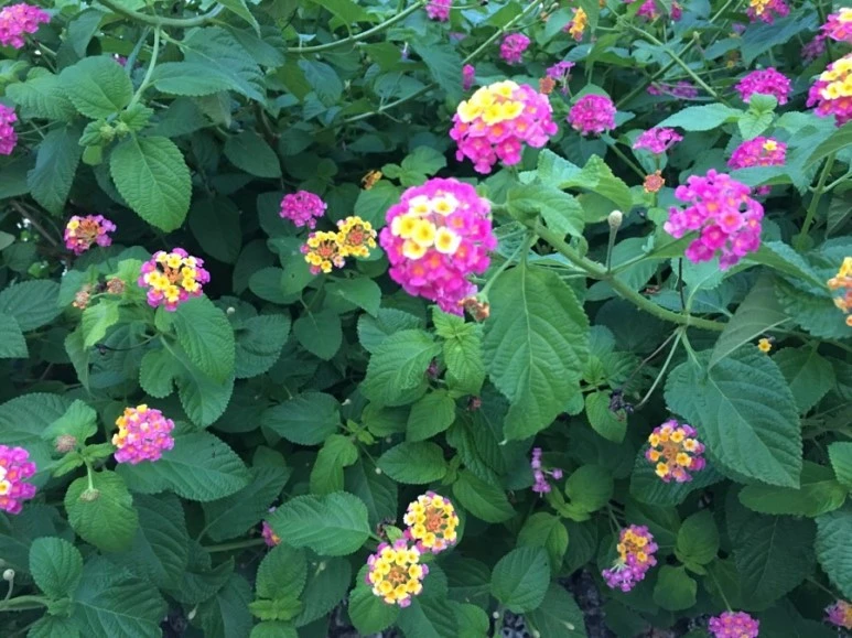 attachImage_2546794421.jpeg?type=w773