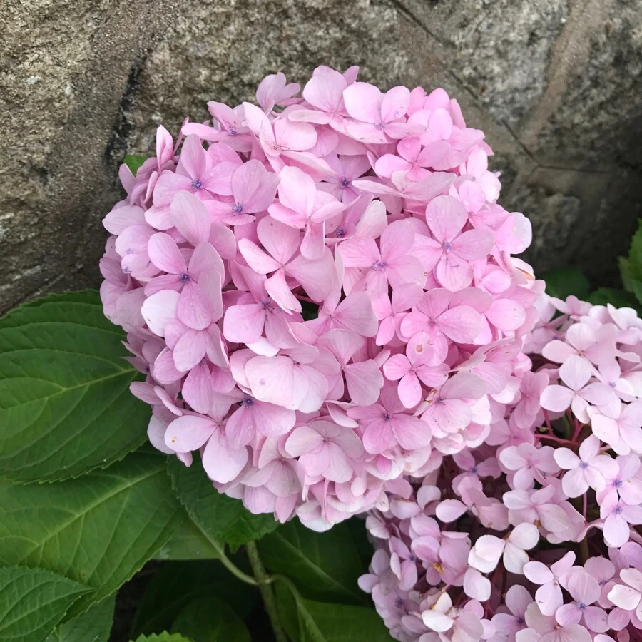 IMG_8517.jpg?type=w966